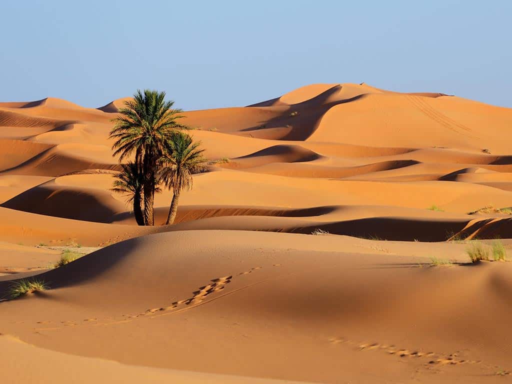 Dunes de sable et garrigue sur la côte au sud d'Essaouira à la lumière dorée